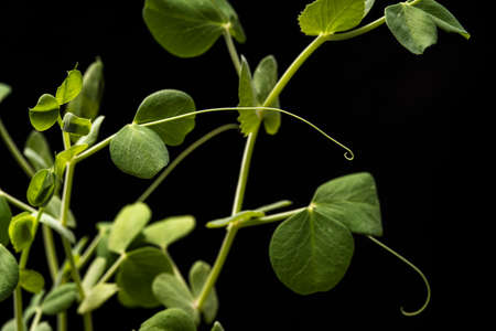 microgreens - shoots and leaves. Healthy eating. Dark background. High quality photoの写真素材