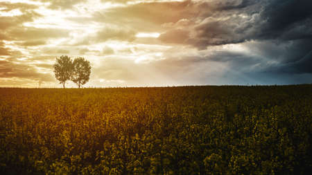 Vivid colors of yellow field in rural landscape with two distant standalone trees under blue sky with clouds. High quality photoの写真素材
