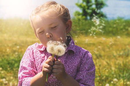 Little girl blowing on dandelions. High quality photoの写真素材