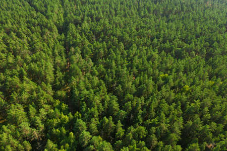 Aerial view of countryside road passing through the green forrest. High quality photoの写真素材