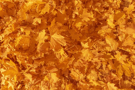 Red and orange autumn leaves background. Outdoor. Space for text. High quality photoの写真素材