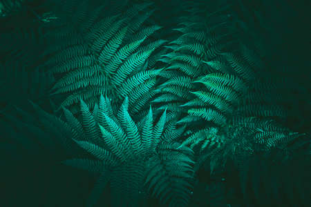 Green background from the leaves of the parrob. High quality photo