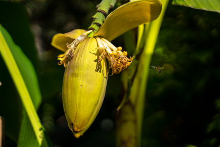 Ripe banana flower on a palm tree. High quality photoの写真素材