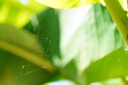 Green blurry background and sunlight. High quality photoの写真素材