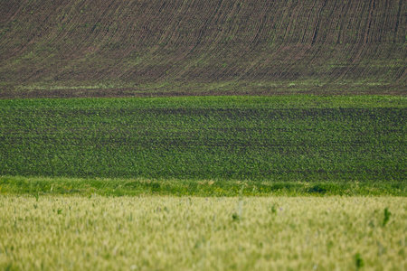 Agricultural land, wheat fields. Selected Focus. High quality photoの写真素材