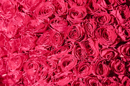 Backdrop of pink roses, Flowers wall background,Wedding decoration. High quality photoの写真素材