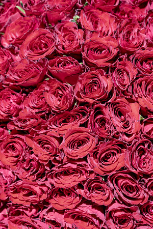 Pink rose background. Decoration of the celebration. Vertical Photo. High quality photoの写真素材