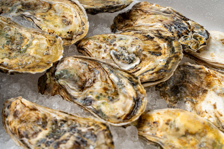 Oysters in shells close-up. The background is the texture of oyster shells. Raw seafood on ice. High quality photoの写真素材