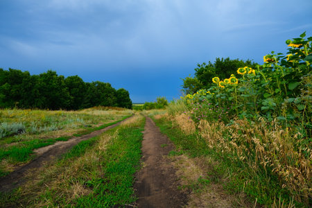 A country road with sprouted grass, stretching towards the horizon with a blue sky. High quality photoの写真素材