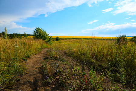 A country road with sprouted grass, stretching towards the horizon with a blue sky. High quality photoの写真素材