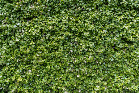 Green grass wall texture for background design. The background of the eco-wall is made of green natural plants. High quality photoの写真素材