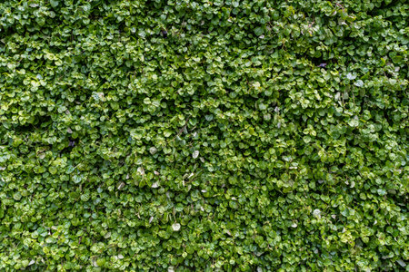 Green grass wall texture for background design. The background of the eco-wall is made of green natural plants. High quality photoの写真素材