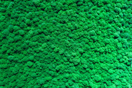 The background is made of live green moss. Eco-friendly wall decoration with plants. High quality photoの写真素材