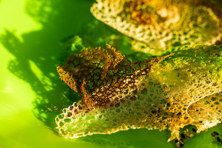 Green chips to decorate dishes. Background with edible lace texture. High quality photoの写真素材