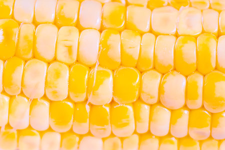 Yellow corn kernels on the cob, dense rows of corn seeds as background, overlay for artwork. Top...