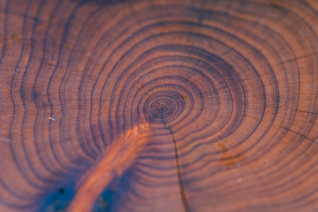 Close-up of a tree sawn, background with wood texture. Macro photography, top view. High quality photoの写真素材