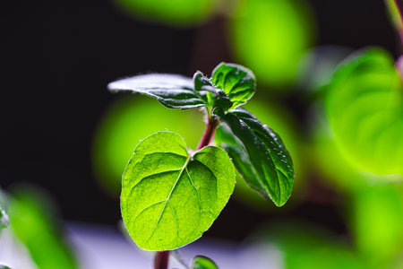 A branch of mint on a black background. Mint leaves on a black background. Beautiful light. Place...