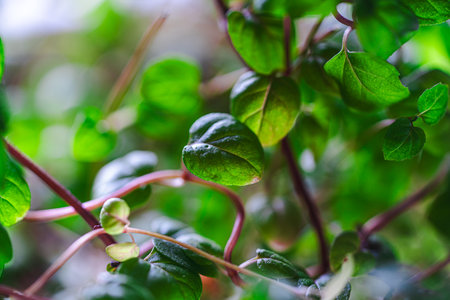 Close-up, sprigs of mint microgreens. Background with fresh greenery texture. Used for banners and...