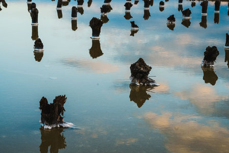 Salt Lake. Wooden poles for the production of salt in water. Clouds are reflected in the lake at sunset. High quality photoの写真素材