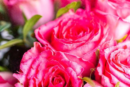 Bouquet of bright pink roses close-up. Background with fresh flowers. High quality photoの写真素材