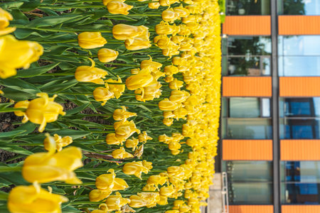Yellow tulips adorn the space next to the office glass building. A large bed of tulips. High quality photoの写真素材