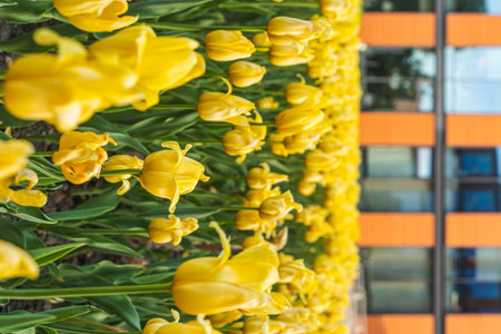 Yellow tulips adorn the space next to the office glass building. A large bed of tulips. High quality photoの写真素材
