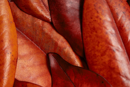 Autumn background, yellowed brown magnolia leaves close-up. Background with leaf texture. High quality photoの写真素材