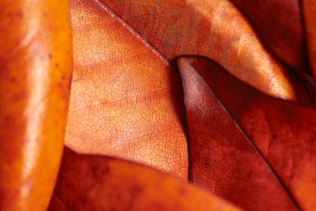 Autumn background, yellowed brown magnolia leaves close-up. Background with leaf texture. High...