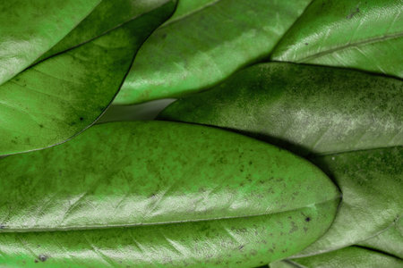 Background with the texture of green magnolia leaves. Template for design. close-up. High quality...