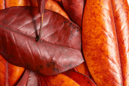 Autumn background, yellowed brown magnolia leaves close-up. Background with leaf texture. High quality photoの写真素材
