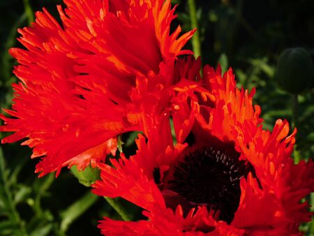 fringed poppiesの写真素材