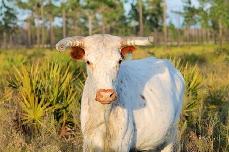 Florida Cracker Cattleの写真素材