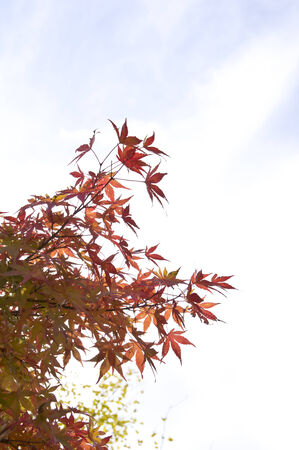  Autumn leaves of mapleの写真素材
