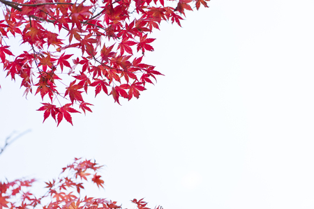 Autumn leaves of mapleの写真素材