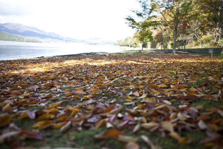Foliage of Lake Yamanakaの写真素材