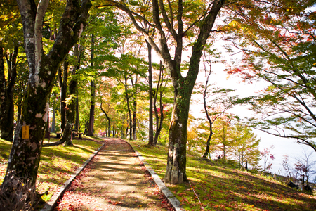 Foliage of Lake Yamanakaの写真素材