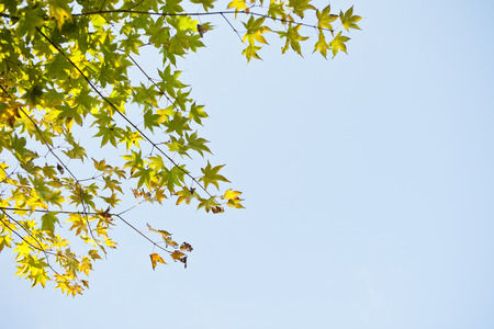 Maple Leafの写真素材