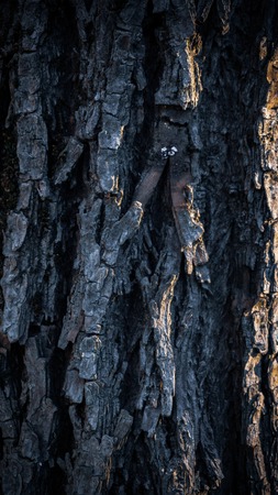 Old, rough tree texture closeup