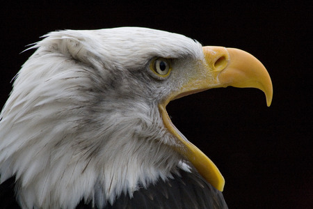 American Bald Eagleの写真素材