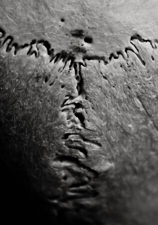 Close Up of an Animal Skull on Plain Background Horror Halloweenの写真素材
