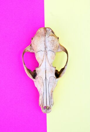 Close Up of an Animal Skull on Plain Background Horror Halloweenの写真素材