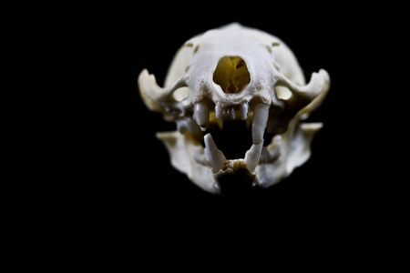 Close Up of an Animal Skull on Plain Background Horror Halloween
