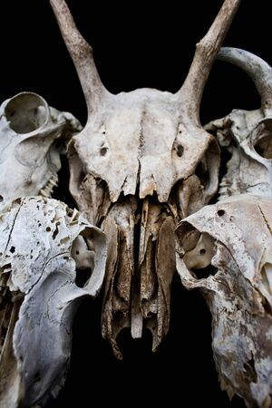 Close Up of an Animal Skull on Plain Background Horror Halloweenの写真素材
