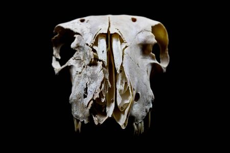 Close Up of an Animal Skull on Plain Background Horror Halloweenの写真素材