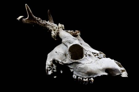 Close Up of an Animal Skull on Plain Background Horror Halloweenの写真素材