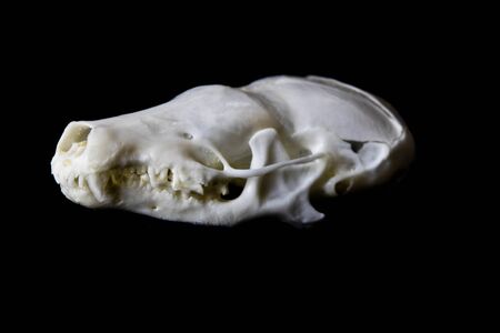 Close Up of an Animal Skull on Plain Background Horror Halloweenの写真素材