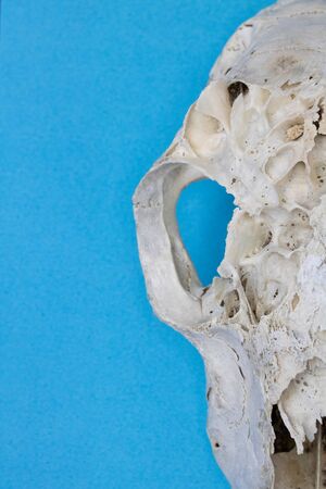 Close Up of an Animal Skull on Plain Background Horror Halloweenの写真素材