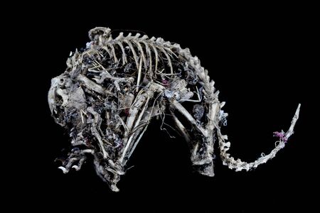 Close Up of an Animal Skull on Plain Background Horror Halloweenの写真素材