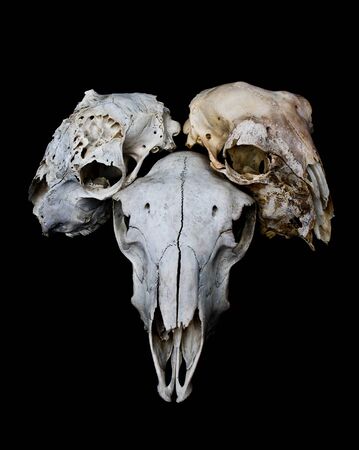 Close Up of an Animal Skull on Plain Background Horror Halloweenの写真素材
