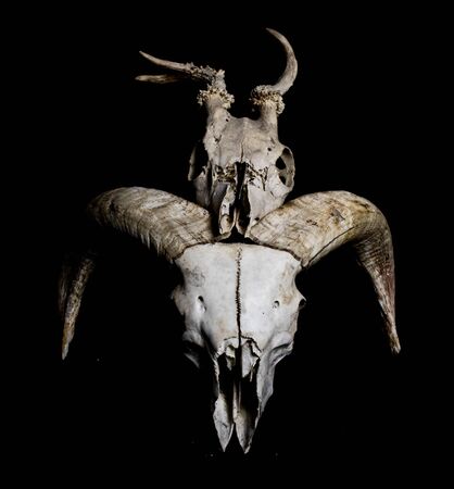 Close Up of an Animal Skull on Plain Background Horror Halloweenの写真素材